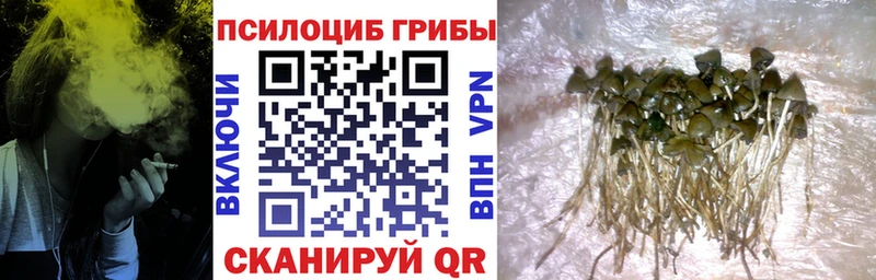 Галлюциногенные грибы Psilocybine cubensis  магазин продажи   Камызяк 